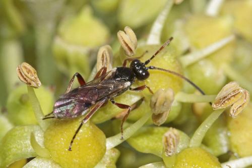 Réf. 295 371 : Phygadeuontinae inconnu